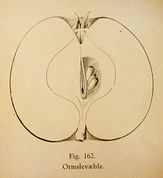 C. Matthiesens illustration af Ormslevæble